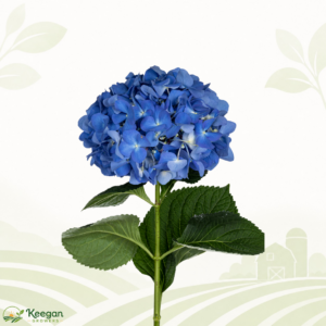 Hydrangea